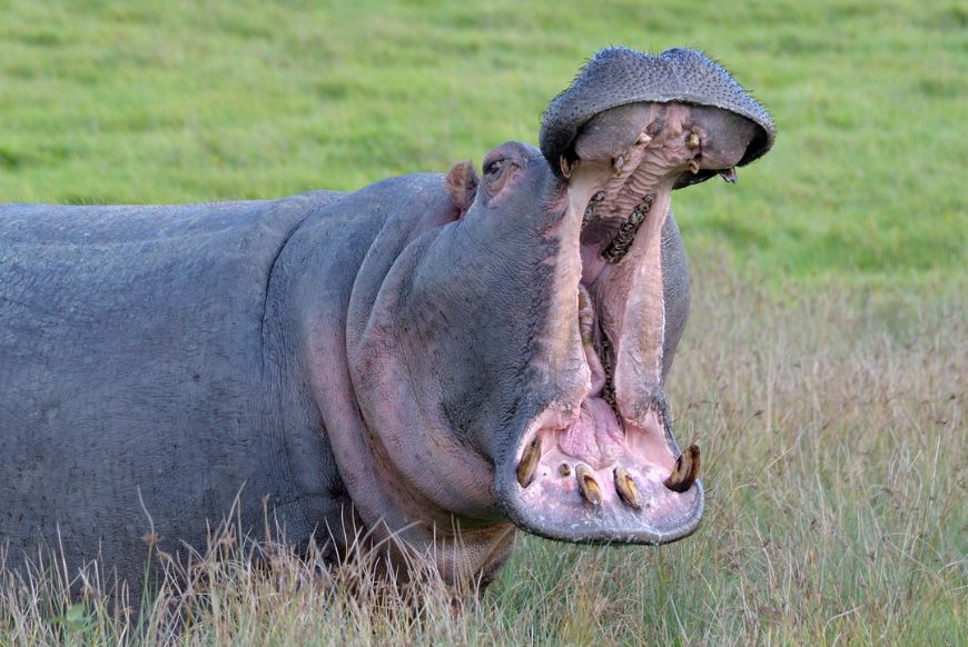 Hippo yawning at Longleat Safari Park